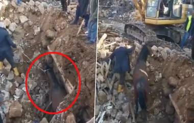 Turkey Earthquake: టర్కీలో అద్భుతం, 21 రోజుల తర్వాత శిథిలాల నుంచి ప్రాణాలతో బయటపడ్డ గుర్రం, వైరల్‌గా మారిన వీడియో ఇదుగోండి!