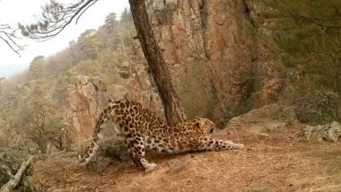 Leopard Trapped: బ్రహ్మోత్సవాల టైంలో తిరుమలలో చిరుత కలకలం, అలిపిరి కాలినడక మార్గంలో చిక్కిన మరో చిరుత, చిన్నారి లక్షితను పొట్టనబెట్టుకున్న ప్రాంతంలోనే బంధించిన అధికారులు