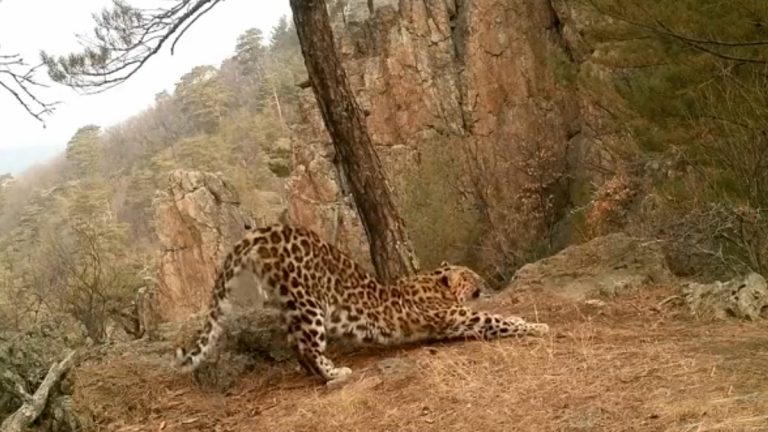 Leopard Suryanamaskar: ఈ చిరుత సూర్యనమస్కారాలు చేస్తోంది.. సోషల్ మీడియాను షేక్ చేస్తున్న వీడియో