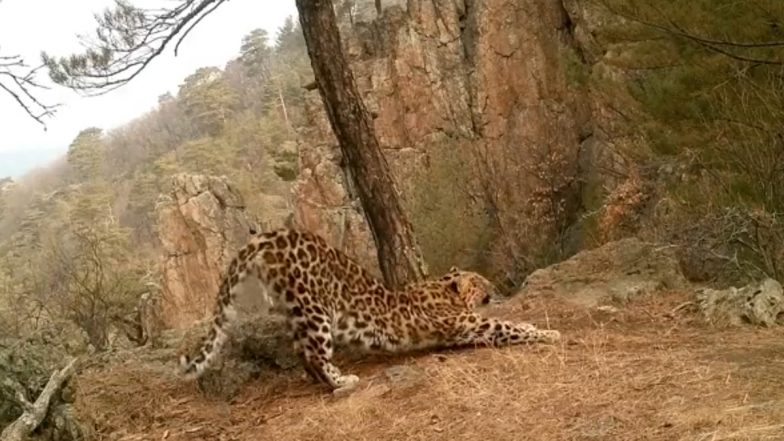 Cheetah Trapped: తిరుమల నడకమార్గంలో చిక్కిన మరో చిరుత, రెండు నెలల్లో ఐదు చిరుతలను బంధించిన అధికారులు, నడకదారి భక్తులకు చేతికర్రల పంపిణీ షురూ