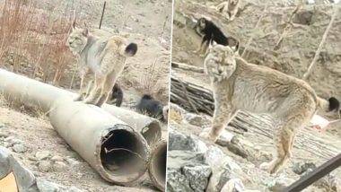 Rare Animal Found in Ladakh: లడఖ్‌లో వింత జంతువు, సోషల్ మీడియాలో వీడియో వైరల్, టిబెటియన్ లింక్స్ అంటూ నెటజన్లు కామెంట్