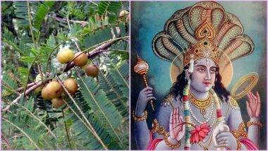 Jaya Ekadashi 2024: జయ ఏకాదశి ఎప్పుడు? పవిత్రమైన తేదీ, సమయం, పూజ విధానం తెలుసుకోండి...