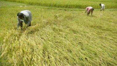 New Wheat Variety: ఏడాదికి ఆరు పంటలిచ్చే గోధుమ.. అభివృద్ధి చేసిన జర్మనీ పరిశోధకులు