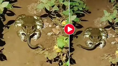 Viral Video: సీన్ రివర్స్.. నాగుపామును అమాంతం నోట కరుచుకుని మింగేస్తున్న కప్ప, సోషల్ మీడియాలో వీడియో వైరల్