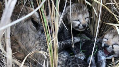Two Month Old Cheetah Cub Dies: మరో చిరుత మృతి, కునో పార్కులో నాలుగుకు చేరిన చిరుత పులుల మరణాల సంఖ్య