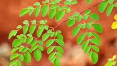 Moringa Benefits: నపుంసకత్వానికి విరుగుడు లేత మునగాకు, రోజూ మునగాకును మీ ఆహారంలో చేర్చుకుంటే ఎన్నో ప్రయోజనాలు, మార్పులు చూసి మీరే ఆశ్చర్యపోతారు