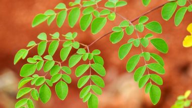 Health Tips: ఈ ఒక్క ఆకుతో పప్పు చేసుకొని తింటే.. విరిగిన ఎముకలు కూడా అతుక్కుంటాయి.. ఆపరేషన్ లేకుండానే మోకాళ్ల నొప్పులు తగ్గించుకోవచ్చు... జింక లాగా చెంగునె ఎగురుతారు