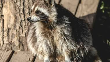 Covid Found in Raccoon Dogs: చైనాలో కుక్కల్లో కరోనా వైరస్, వుహాన్‌లోని ‘రకూన్‌’ జాతి కుక్కల్లో వైరస్‌ ఆనవాళ్లను కనుగొన్న అంతర్జాతీయ నిపుణుల బృందం