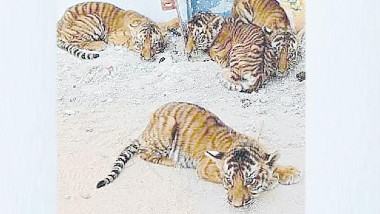 Tiger Cubs Searching for Mother: రెండు రోజులైనా కానరాని జాడ, తల్లి పులి కోసం విలవిల్లాడుతున్న 4 పులి కూనలు, జాడ కోసం ముమ్మర ప్రయత్నాలు చేస్తున్న అటవీశాఖ అధికారులు