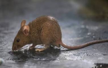 Rat Killing Case: ఎలుక తోకకు రాయికట్టి కాలువలో పడేసి చంపిన వ్యక్తి.. 30 పేజీల చార్జిషీట్ నమోదు చేసిన పోలీసులు.. గతేడాది నవంబరులో ఘటన.. తాజాగా నిందితుడిని అరెస్ట్ చేసిన పోలీసులు.. 5 ఏండ్లు జైలు శిక్ష పడే అవకాశం