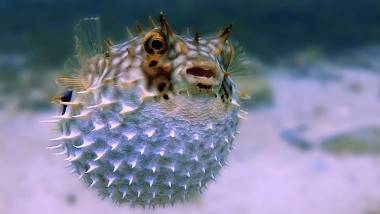 Puffer Fish: ఈ చేపల కూర తినకండి, విషపూరితమైన పఫర్‌ చేప కూర తిని మహిళ మృతి, కోమాలో ఆమె భర్త, మలేషియాలో విషాదకర ఘటన