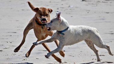 Stray Dog Attack in Kazipet: పొట్టకూటికోసం వస్తే బిడ్డ బలయ్యాడు, ఆడుకుంటుండగా చిన్నారిపై దాడి చేసిన వీధి కుక్కలు, చికిత్స పొందుతూ మృతి