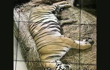 Bengal Tigress Gives Birth to Cubs: 18 ఏళ్ల తర్వాత 5 పులి పిల్లలకు జన్మనిచ్చిన రాయల్ బెంగాల్ టైగర్, పుట్టగానే మూడు పిల్లలు మృతి, రెండు సీసీటీవీ కెమెరాల నిఘాలో..