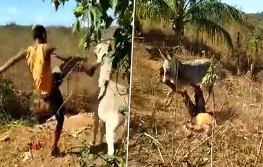 Viral Video: గాడిదను కాలుతో తన్ని హింస.. తగిన బుద్ధి చెప్పిన మూగజీవి.. వైరల్ వీడియో ఇదిగో!