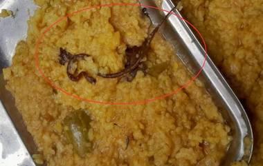 Snake Found In Khichdi: మద్యాహ్నం భోజనంలో బయటపడ్డ పాము, ఖిచిడీ తిని పలువురు చిన్నారులకు అస్వస్థత, ఎన్జీవో తెచ్చిన ఫుడ్‌లో వచ్చిదంటున్న నిర్వాహకులు