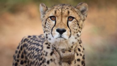 Cheetah Spotted Tirumala: తిరుమల మెట్లమార్గంలో మరోసారి చిరుత కలకలం, నడకదారి భక్తులకు మరోసారి అలర్ట్ జారీ, అప్రమత్తమైన టీటీడీ, చిరుతను బంధించేందుకు ఏర్పాట్లు