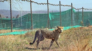 Another Cheetah Dies: కునో పార్కులో మరో చీతా మృతి, రెండు మగ చీతాలతో సంభోగ సమయంలో గాయపడిన దక్ష చీతా, అనంతరం కొద్దిగంటల్లోనే మృతి