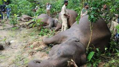 Four Elephants Dies in AP: ఏపీలో కరెంట్ షాక్ తో నాలుగు ఏనుగులు మృతి, పార్వతీపురం మన్యం జిల్లాలో విషాదకర ఘటన 