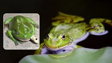 Man Finds Live Frog in Udon: నూడుల్స్ మొత్తం తినేశాడు, చివర్లో కప్పులో నుంచి బతికున్న కప్ప బయటకు రావడంతో షాక్, వీడియో ఇదిగో..