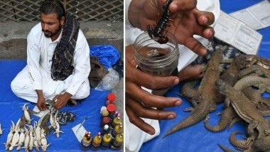 Pakistan: వయాగ్రా బ్యాన్, సెక్స్ పవర్ పెంచుకోవడానికి ఉడుం వెంట పడుతున్న పాకిస్తానీయులు, ఒక్కసారిగా వాటి నూనెకు పెరిగిన డిమాండ్