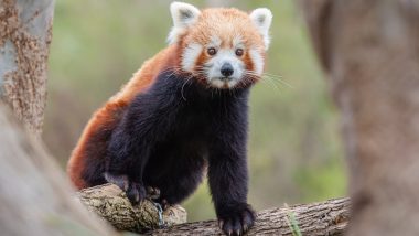 Red Pandas Found in Arunachal: అరుణాచల్‌లో ఎర్ర పాండాలు, చెట్లపై చెంగు చెంగున ఎగురుతున్న పాండా వీడియో ఇదిగో..