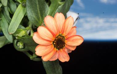 Viral Flower in Space: అంతరిక్షంలో విరబూసిన జిన్నియా పువ్వుతో ఇంటర్నెట్ షేక్, ఇన్‌స్టాగ్రామ్‌లో పోస్ట్ చేసిన నాసా