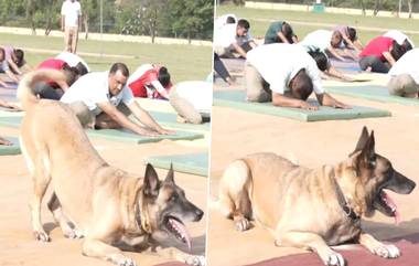 Dog Performs Yoga Video: వీడియో ఇదిగో, కొత్త యోగాసనాలతో అదరగొట్టిన కుక్క, అందరితో పాటుగా యోగా చేసిన శునకం, దేశవ్యాప్తంగా ఘనంగా యోగా దినోత్సవ వేడుకలు