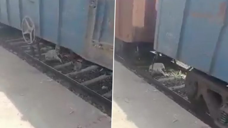 Train Viral Video: వృద్ధుడి మీద నుంచి వెళ్లిన రైలు.. అయినప్పటికీ, అతనికి ఏమీ కాలేదు.. ఎందుకు? ఇదిగో వైరల్ వీడియో