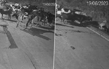 Caught On CCTV: వీడియో ఇదిగో, ఆవుపై పులి దాడి, వెంటాడి పులిని తరిమి తరిమి కొట్టిన ఆవుల మంద, రాత్రంతా గాయపడిన ఆవుకు కాపలాగా నిలిచిన మిత్రులు