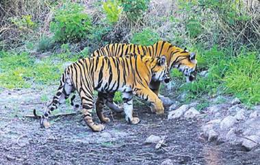 Tiger Eats Grass: మహారాష్ట్ర యావత్వాల్ అడవుల్లో గడ్డి తిన్న రెండు పులులు.. అదురైన దృశ్యాన్ని ఫొటో తీసిన వైల్డ్ లైఫ్ ఫొటోగ్రాఫర్.. ఆహారం అరగకపోతే పులులు గడ్డి తింటాయంటున్న నిపుణులు