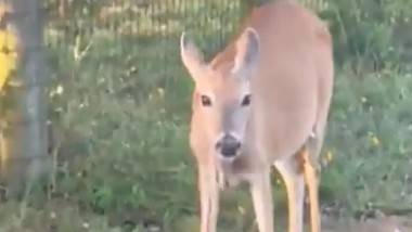 Deer Eating Snake Video: పామును కరకర నమిలి మింగేసిన జింక, వీడియో చూసి షాకవుతున్న నెటిజన్లు, సోషల్ మీడియాలో వైరల్