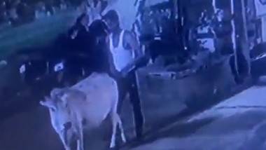 Man Rapes Cow Video: వీడియో ఇదిగో, అర్ధరాత్రి ఆవుపై అత్యాచారం, హిందూ సంఘాల సభ్యులు నిరసన వ్యక్తం చేయడంతో నిందితుడు హసన్ ఖాన్‌ను అరెస్టు చేసిన పోలీసులు