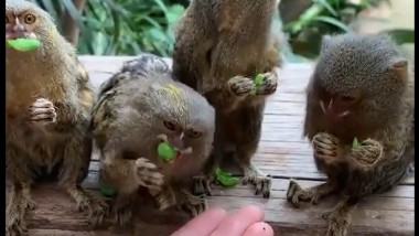 Pygmy Marmosets Eating Peas Video: ప్రపంచంలోనే అతి చిన్న కోతులు ఇవి, గింజలు ఎలా తింటున్నాయో వీడియోలో చూసేయండి