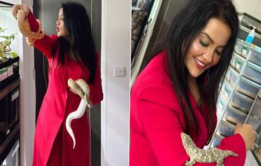 Amruta Fadnavis Photos With Reptiles: పాములతో ఫోజులిచ్చిన మహారాష్ట్ర డిప్యూటీ సీఎం భార్య, మనుషులే అత్యంత విషపూరితమైన   జంతువులంటూ కామెంట్