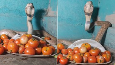King Cobra ‘Guards’ Tomatoes: టమాటాలకు కాపలాగా నాగుపాము, పగడవిప్పి మరీ టమాటాలను రక్షిస్తున్న కాలనాగు, ఇన్‌స్టా గ్రామ్‌లో వైరల్‌గా మారిన వీడియో