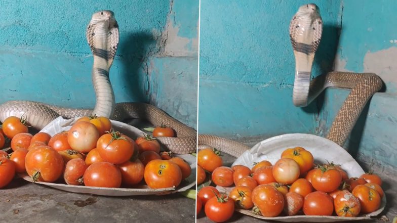 King Cobra ‘Guards’ Tomatoes: టమాటాలకు కాపలాగా నాగుపాము, పగడవిప్పి మరీ టమాటాలను రక్షిస్తున్న కాలనాగు, ఇన్‌స్టా గ్రామ్‌లో వైరల్‌గా మారిన వీడియో