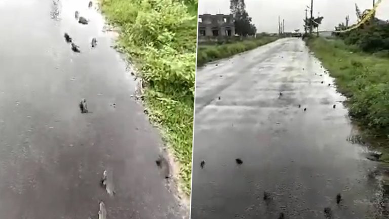 Fish Rain in Srikakulam: వీడియో ఇదిగో, శ్రీకాకుళంలో చేపల వాన, రోడ్డు మీద పాక్కుంటూ వెళుతున్న వందలాది చేపలు