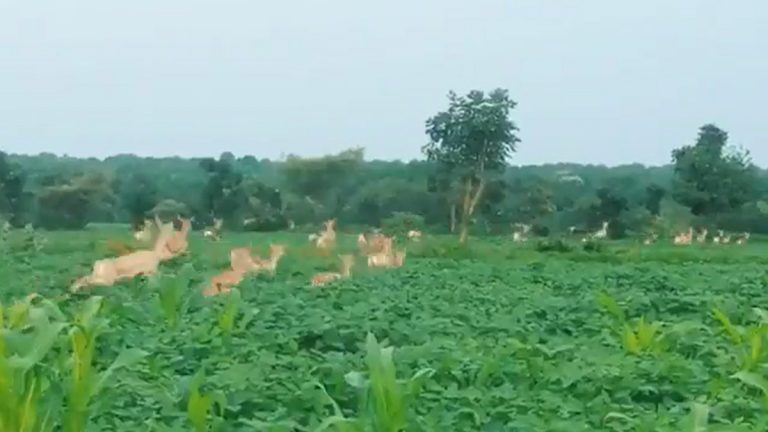 Telangana Rains: వీడియో ఇదిగో, తెలంగాణలో భారీగా వర్షాలకు అడవుల నుంచి బయటికి వచ్చిన జింకలు