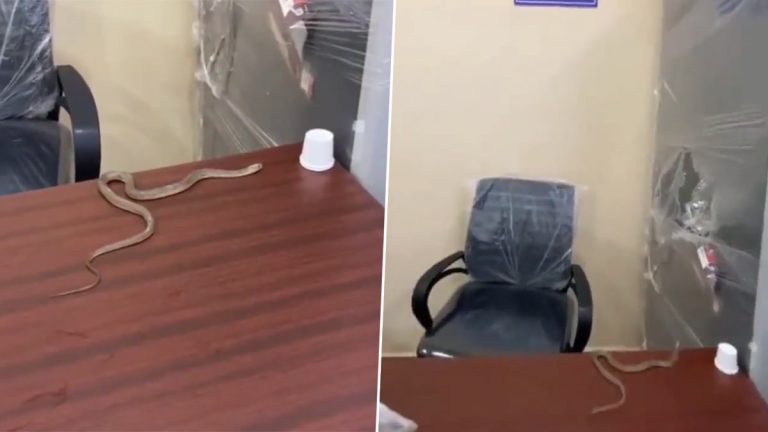 Viral Video: భారీ వర్షాలకు ఇంట్లోకి పాము, అధికారులకు ఫిర్యాదు చేస్తే పట్టించుకోకోవడంతో జీహెచ్ఎంసీ ఆఫీసుకి పాముని పట్టుకుపోయిన యువకుడు