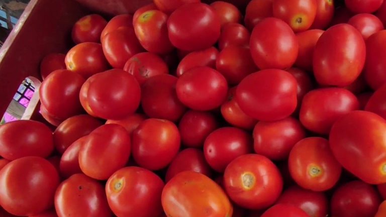 Tomato Prices Rise: వీడియో ఇదిగో, టమాటా రేట్లు పెరిగితే తినడం మానేయండి, లేదంటే నిమ్మకాయలు వాడండి, యూపీ మంత్రి ప్రతిభా శుక్లా సంచలన వ్యాఖ్యలు