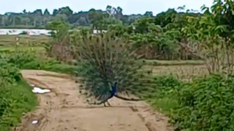 Peacock Dance Video: నెమలి డ్యాన్స్ వేయడం మీరు ఎప్పుడైనా చూశారా, చూడకుంటే ఈ వీడియోలో నాట్య మయూరిని చూడండి