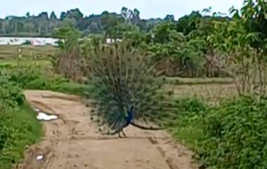 Peacock Dance Video: నెమలి డ్యాన్స్ వేయడం మీరు ఎప్పుడైనా చూశారా, చూడకుంటే ఈ వీడియోలో నాట్య మయూరిని చూడండి