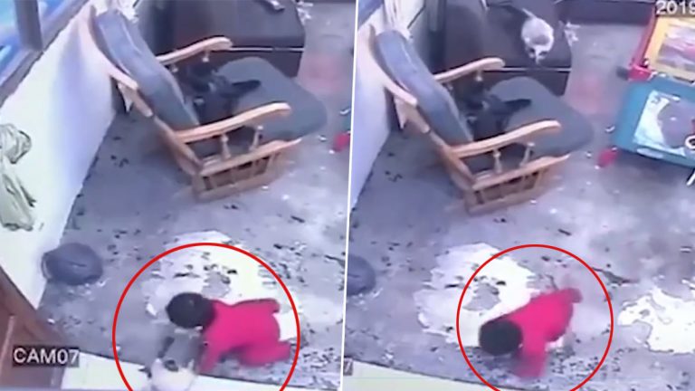 Cat Saves Toddler: మెట్లపై నుంచి పడబోతున్న పిల్లాడిని కాపాడిన పిల్లి, 4 మిలియన్లకు పైగా వ్యూస్‌తో దూసుకుపోతున్న వీడియో ఇదిగో..