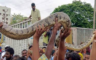 Telangana Rains: వీడియో ఇదిగో, భారీ వరదలకు ఇంట్లోకి వచ్చిన కొండచిలువ,పట్టుకుని అటవీ అధికారులకు అప్పగించిన స్నేక్ రెస్క్యూ టీం