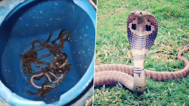 60 Snakes Found In A House: అది ఇళ్లా..పాముల పుట్టా? 70 ఏళ్ల క్రితంనాటి ఇంట్లో కుప్పలు కుప్పలుగా బయటపడ్డ పాములు