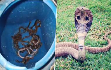 60 Snakes Found In A House: అది ఇళ్లా..పాముల పుట్టా? 70 ఏళ్ల క్రితంనాటి ఇంట్లో కుప్పలు కుప్పలుగా బయటపడ్డ పాములు