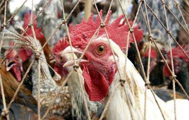 WHO Warns Bird Flu: మనుషులలో ఆరుగురికి బర్డ్ ఫ్లూ వైరస్‌, మానవాళిని టార్గెట్ చేసే కొత్త వైరస్‌లు మళ్లీ పుట్టుకురావచ్చని డబ్ల్యూహెచ్ఓ వార్నింగ్