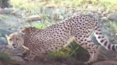Another Cheetah Dies in Kuno: మరొక చిరుత మృతి, కునో నేషనల్ పార్క్‌లో తేజస్ అనే మగ చిరుత చనిపోయిందని తెలిపిన అధికారులు