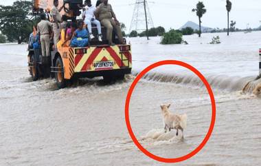 Viral Video: తన పిల్లలని కాపాడమని రోడ్డు మీద వెళ్లే వాహనాల వెంటపడి వేడుకున్న కుక్క, తల్లి వద్దకు పిల్లలను చేర్చిన పోలీసులు, వీడియో చూస్తే కన్నీళ్లు ఆగవు..