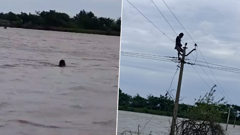 Telangana Rains: భారీ వరదల్లో నీటిలో ఈదుకుంటూ వెళ్లి గ్రామానికి కరెంట్ సరఫరా అందించిన విద్యుత్ ఉద్యోగి, వీడియో ఇదిగో..